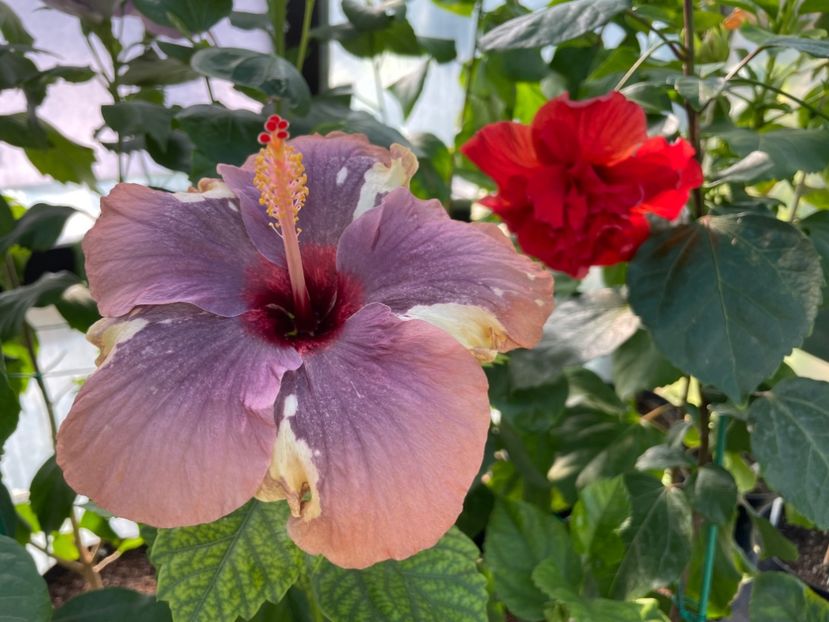  - 0006 - Hibiscusi 2025 - 2