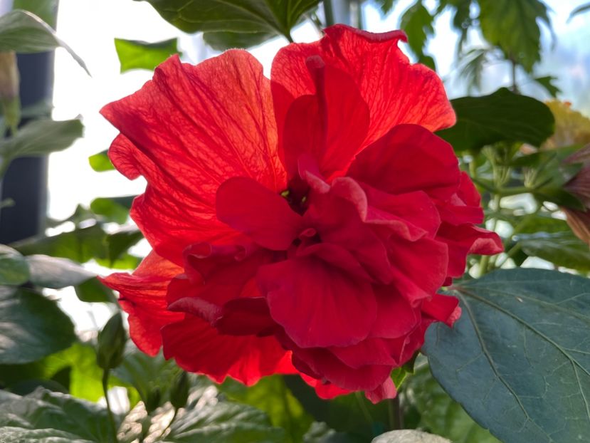  - 0006 - Hibiscusi 2025 - 2