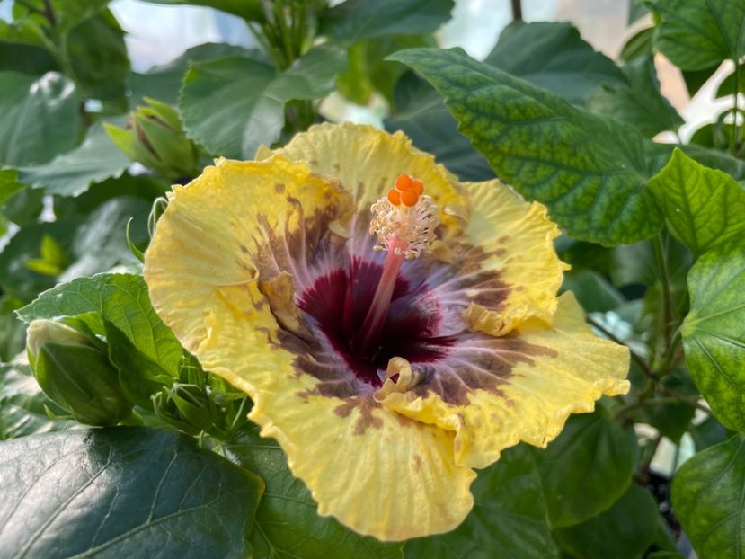  - 0006 - Hibiscusi 2025 - 2