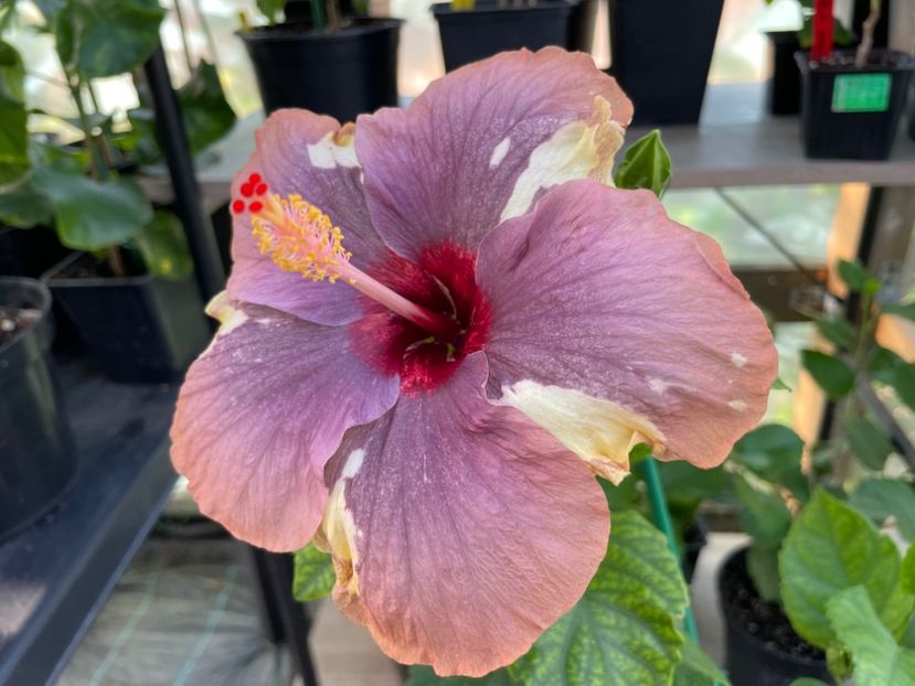  - 0006 - Hibiscusi 2025 - 2