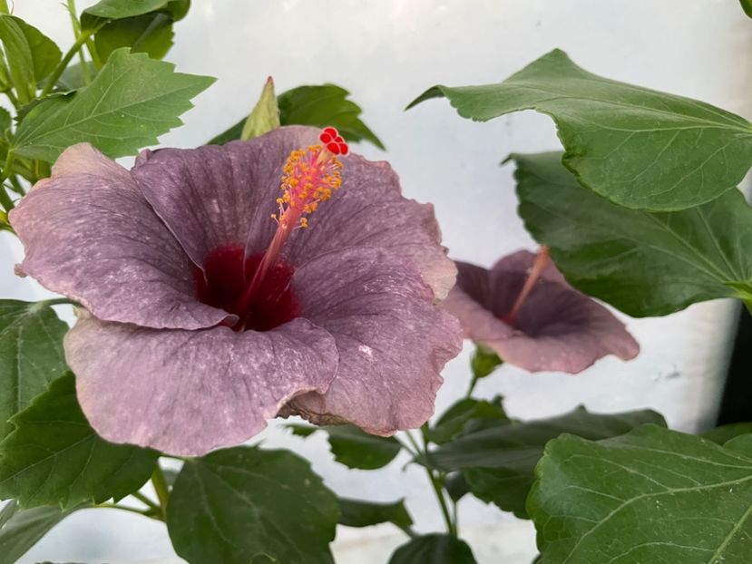  - 0006 - Hibiscusi 2025 - 2