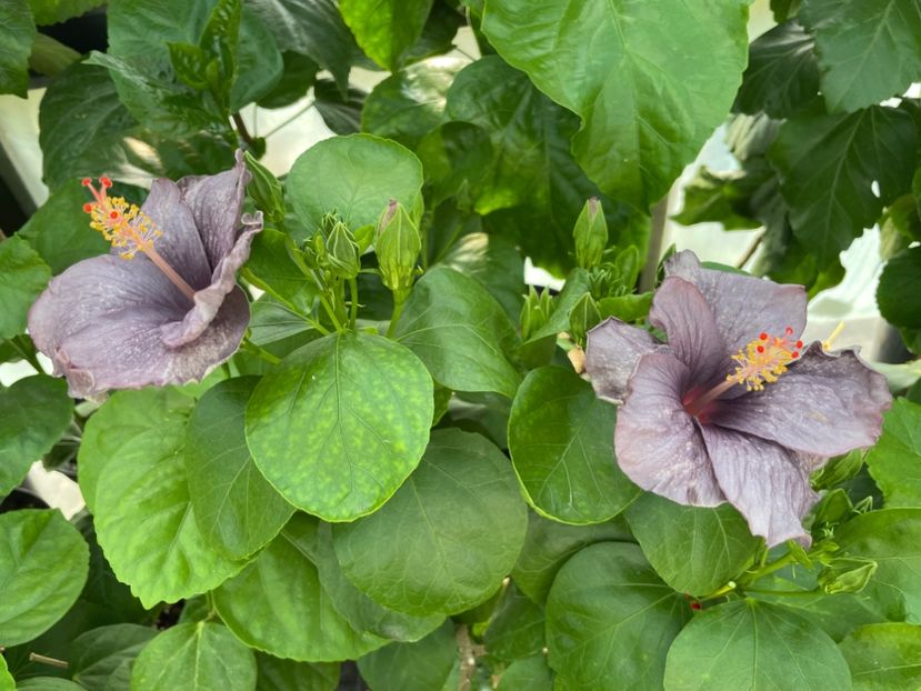  - 0006 - Hibiscusi 2025 - 2