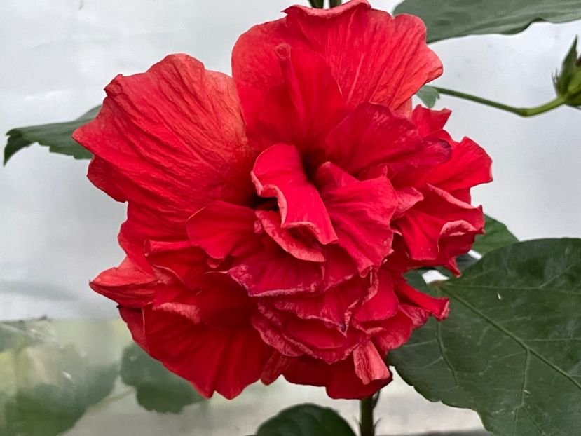  - 0006 - Hibiscusi 2025 - 2