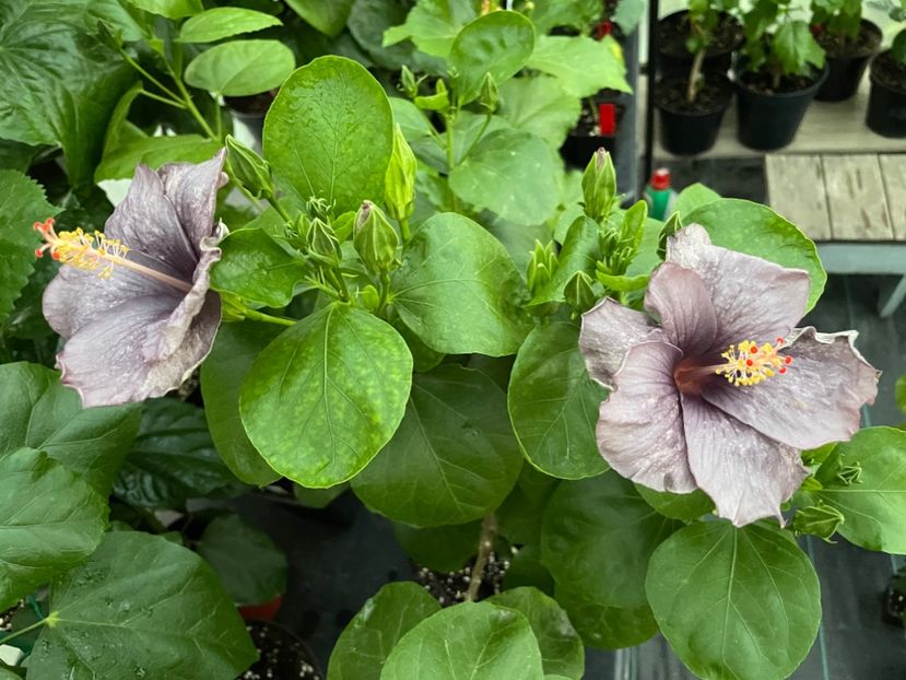  - 0006 - Hibiscusi 2025 - 2