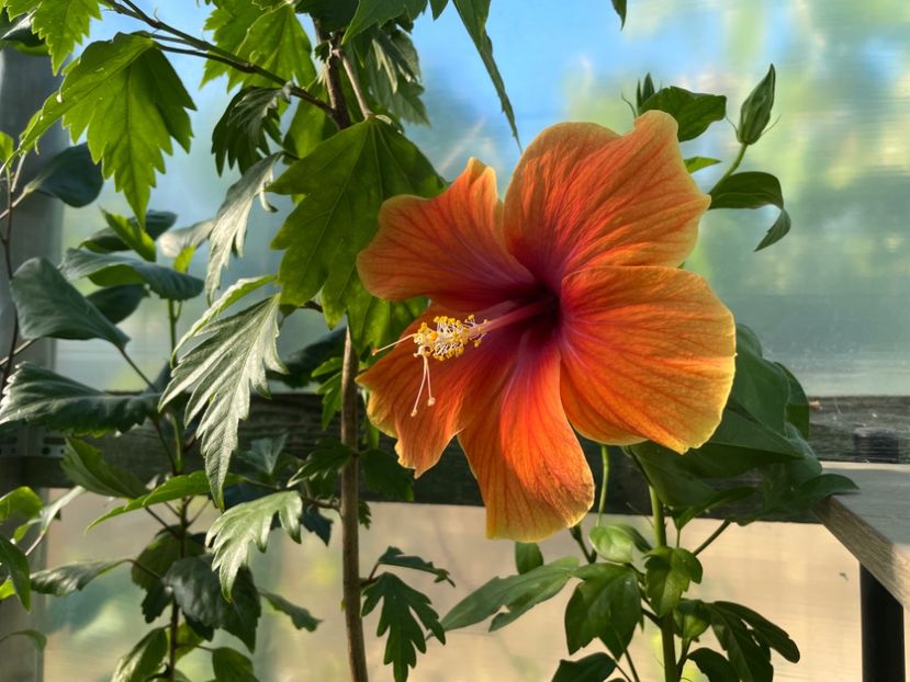  - 0006 - Hibiscusi 2025 - 2