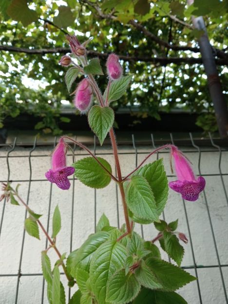  - Seemannia Gymnostoma