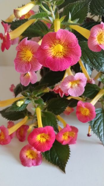  - 2025-MM s HAPPY DAY