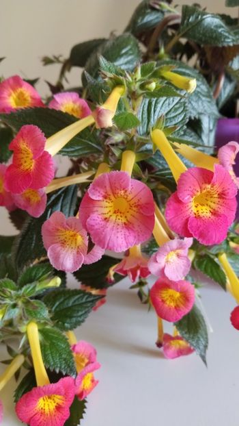  - 2025-MM s HAPPY DAY