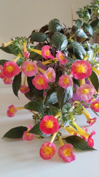  - 2025-MM s HAPPY DAY