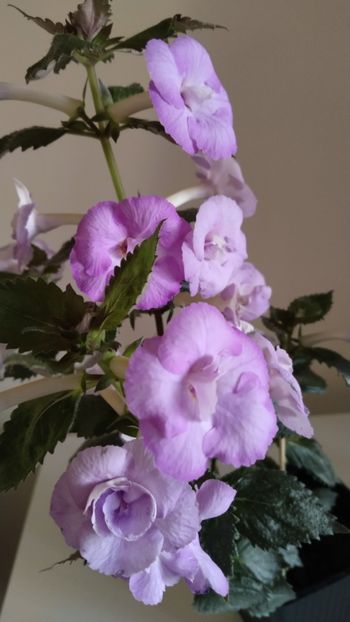  - 2025-LAVENDER ENGLISE ROSE