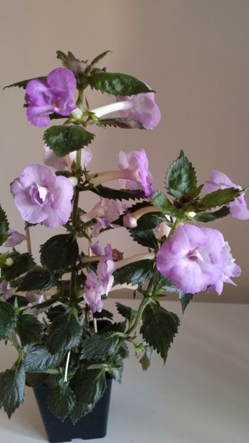  - 2025-LAVENDER ENGLISE ROSE