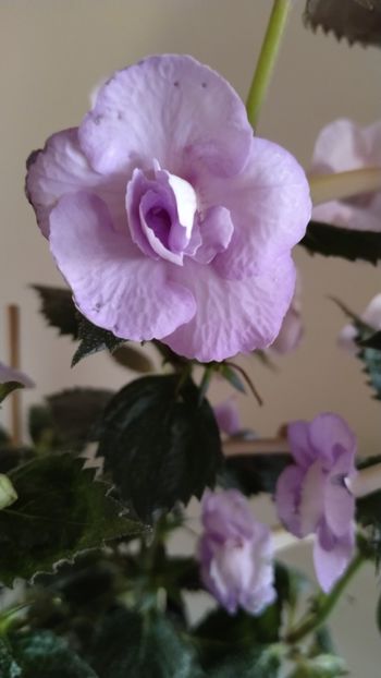  - 2025-LAVENDER ENGLISE ROSE