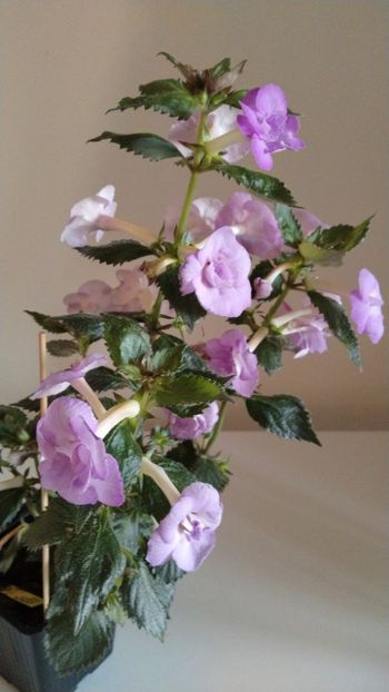  - 2025-LAVENDER ENGLISE ROSE