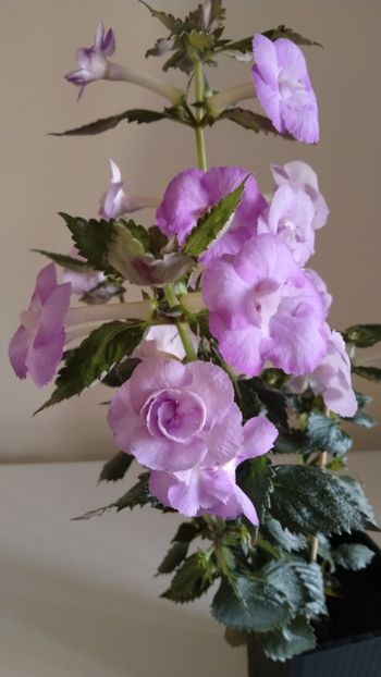  - 2025-LAVENDER ENGLISE ROSE