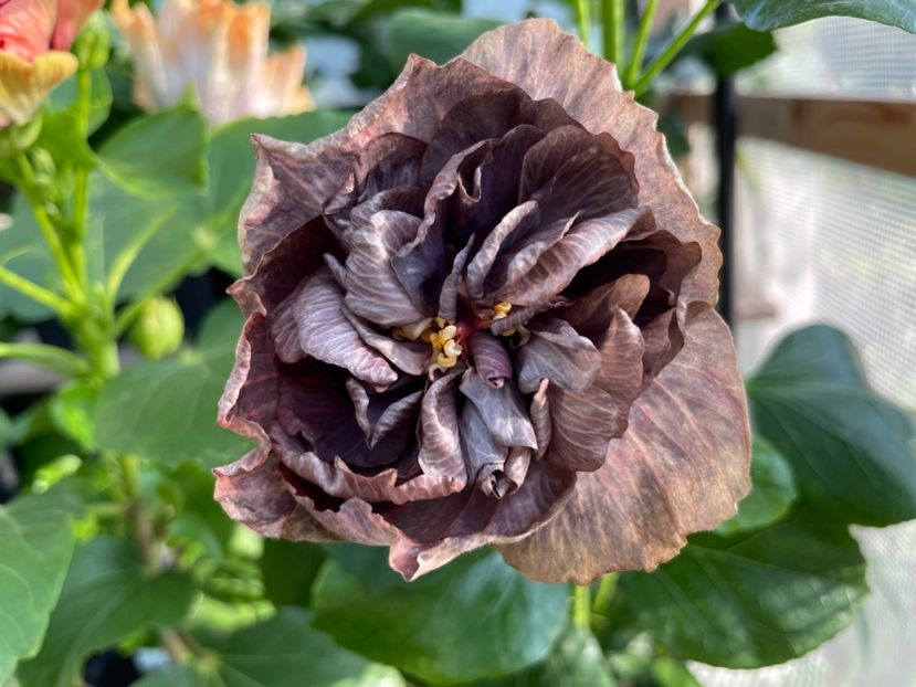  - DPs Black Treasure