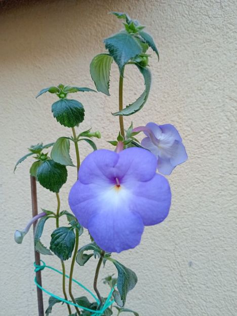  - Longiflora Major