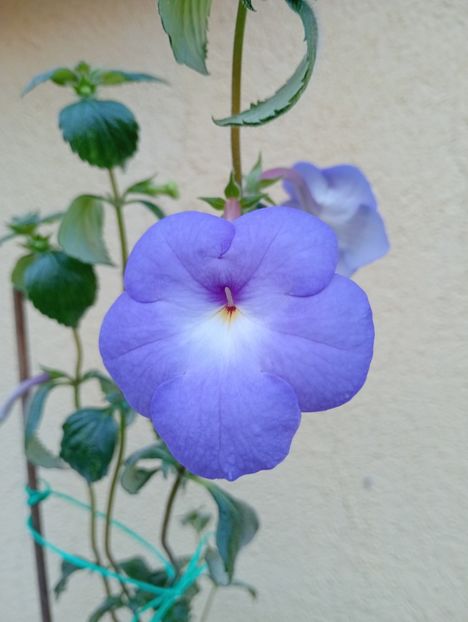  - Longiflora Major