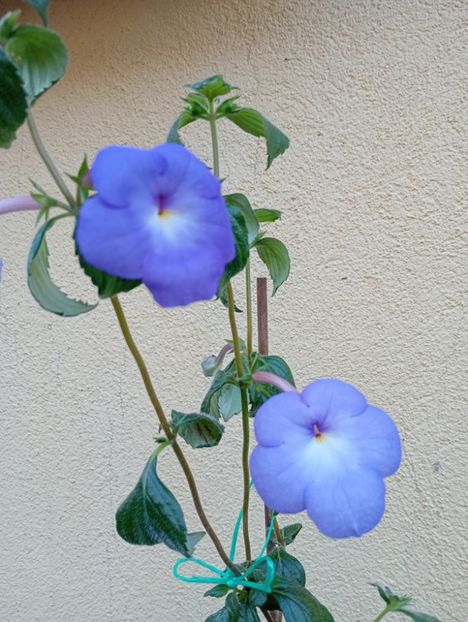  - Longiflora Major