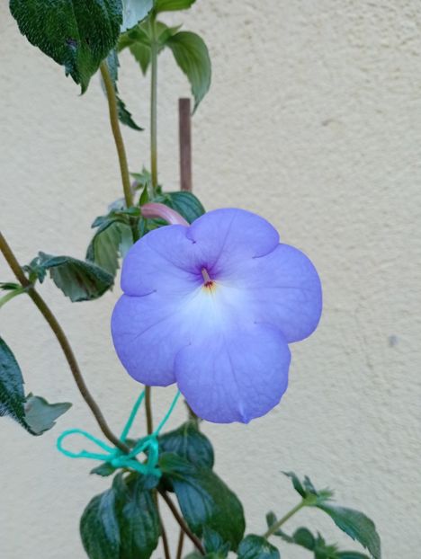  - Longiflora Major