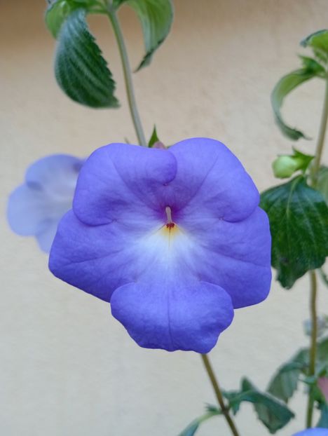  - Longiflora Major