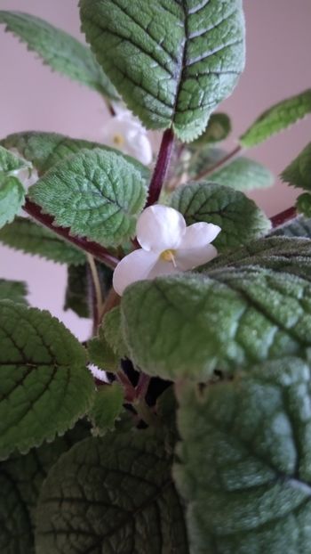  - 2025-Niphea oblonga