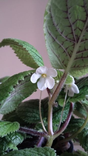  - 2025-Niphea oblonga