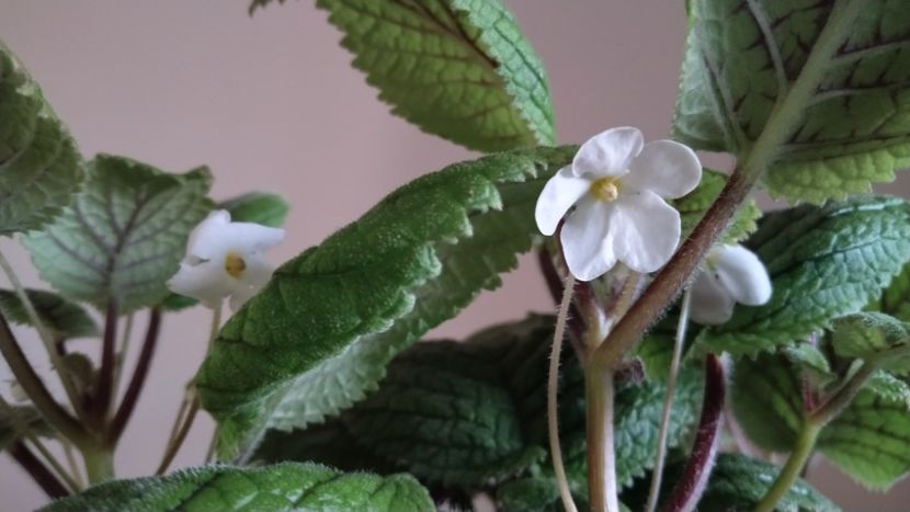  - 2025-Niphea oblonga