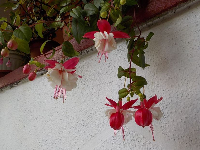  - fuchsii