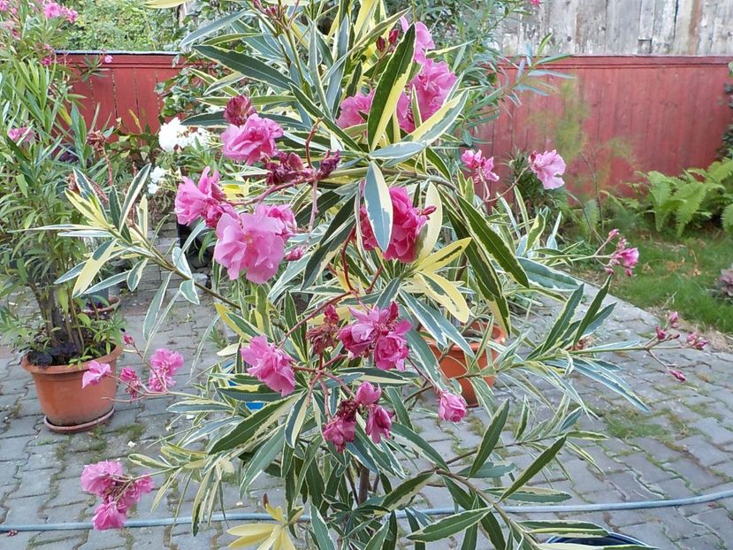  - variegat nr 24