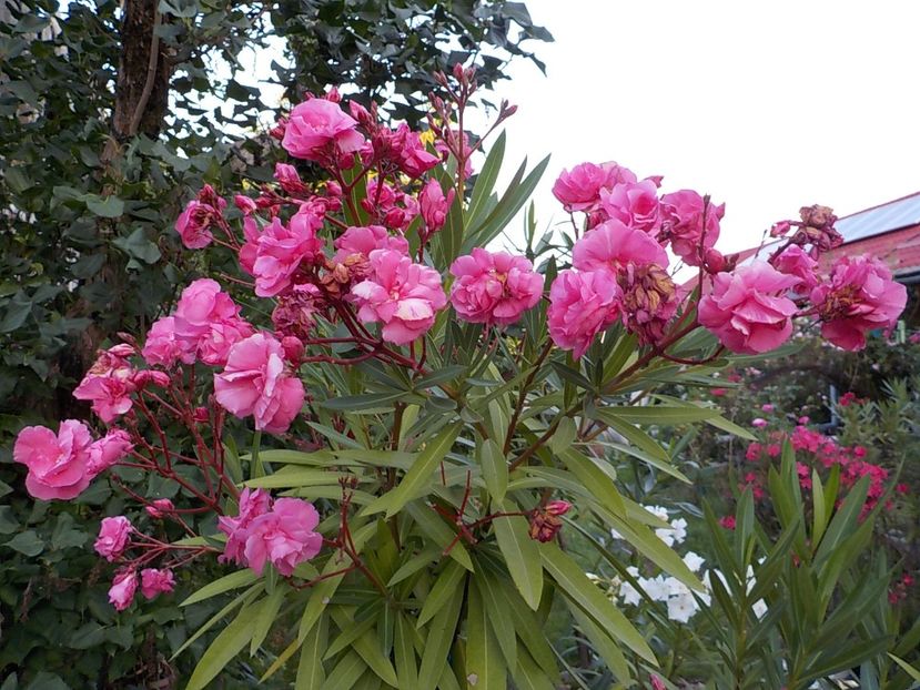  - roseum plenum 21
