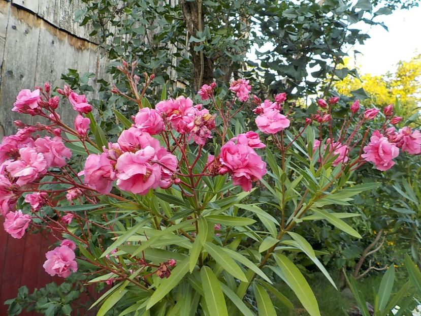  - roseum plenum 21