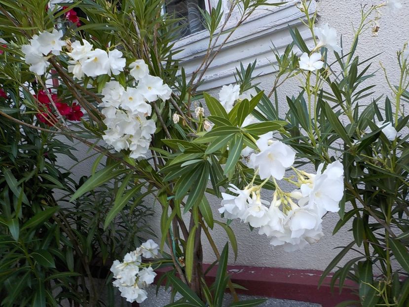  - mont blanc leandru nr 22