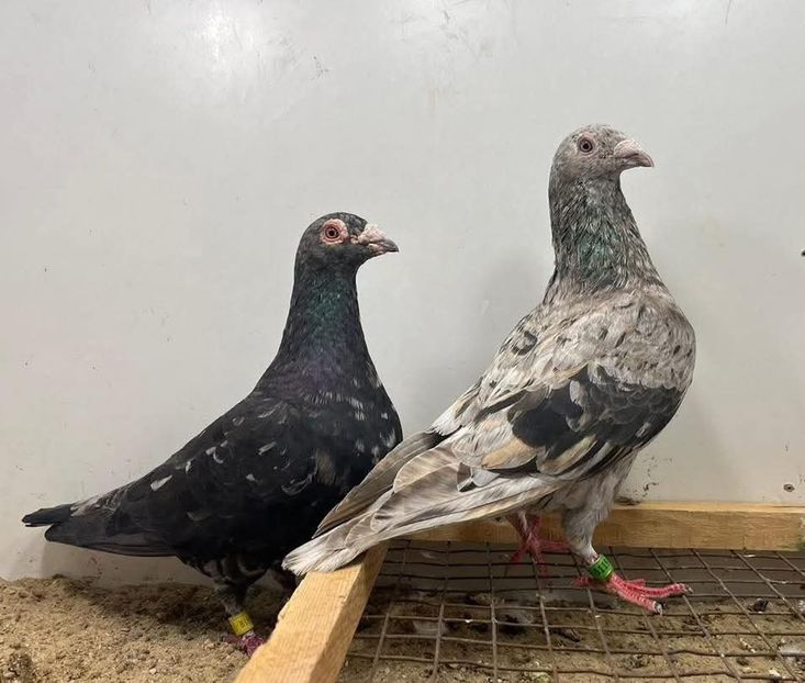  - Nu îmi aparțin 10