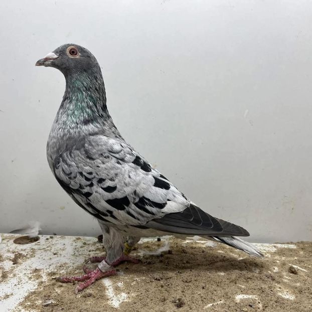  - Nu îmi aparțin 10