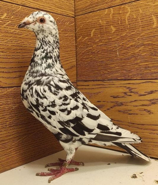  - Nu îmi aparțin 10