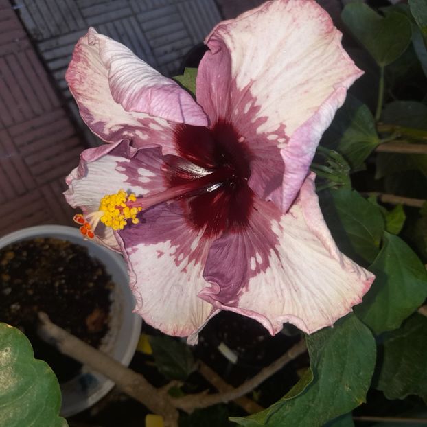 15.08.2025 - HIBISCUSI 2025-3