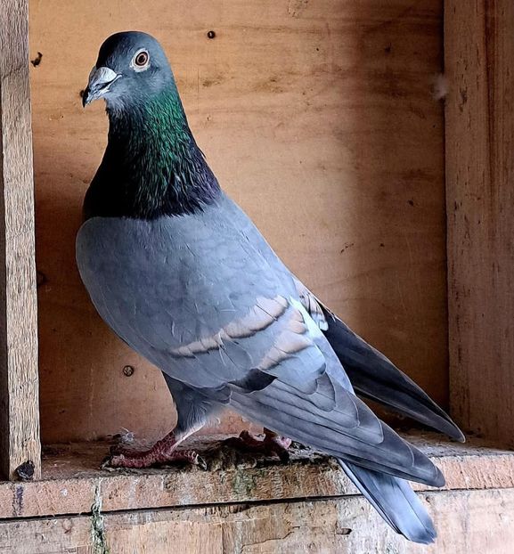  - Nu îmi aparțin 10