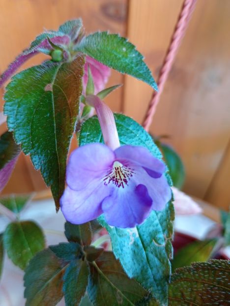 Electra - - - - 2025