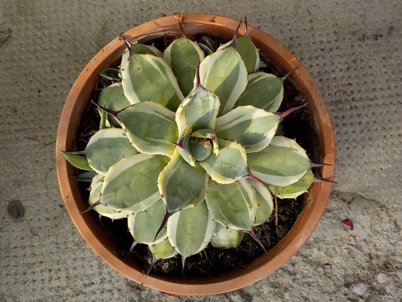  - Genul Agave