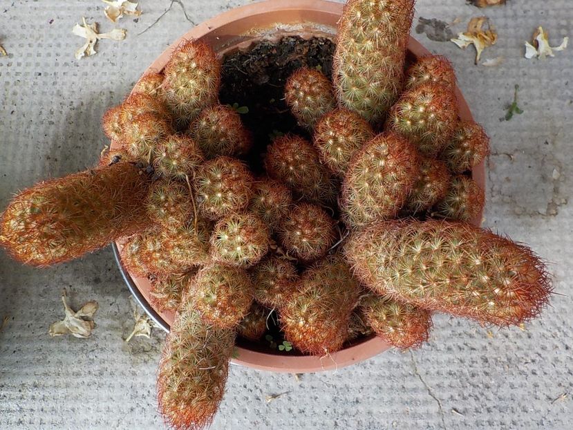  - mammillaria elongata