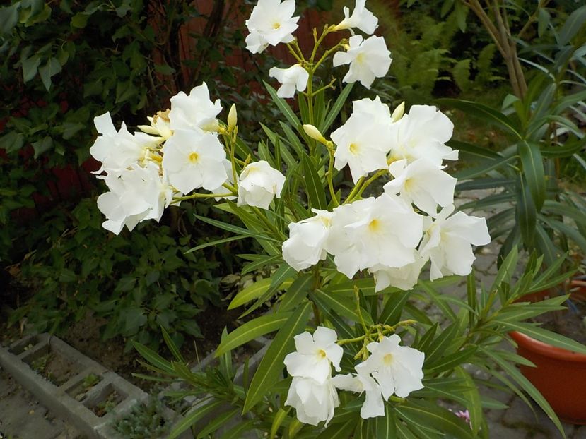  - mont blanc leandru nr 22