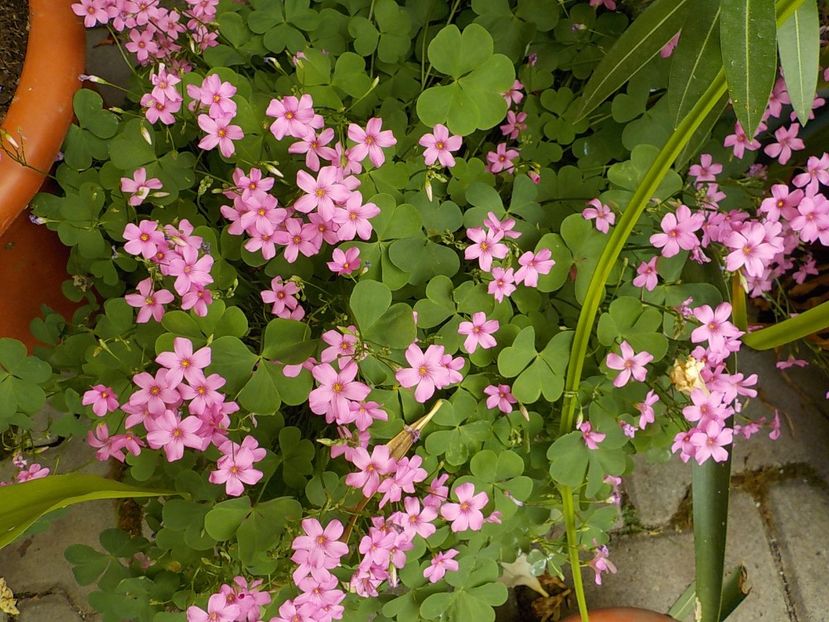  - oxalis rubra