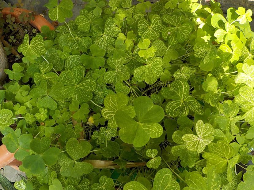 - oxalis corimbosa aureo