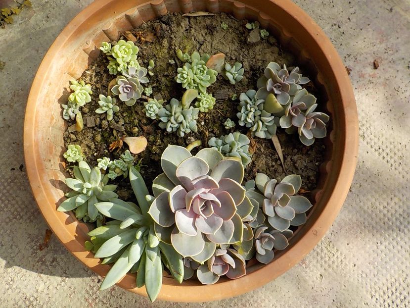  - CACTUSI si SUCULENTE