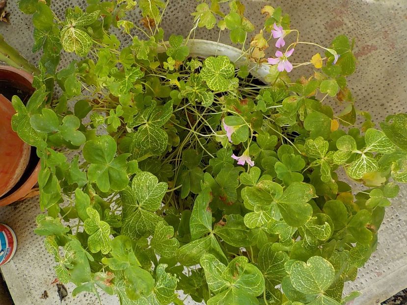  - oxalis corimbosa aureo