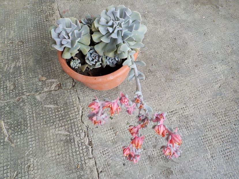  - echeveria cubic frost