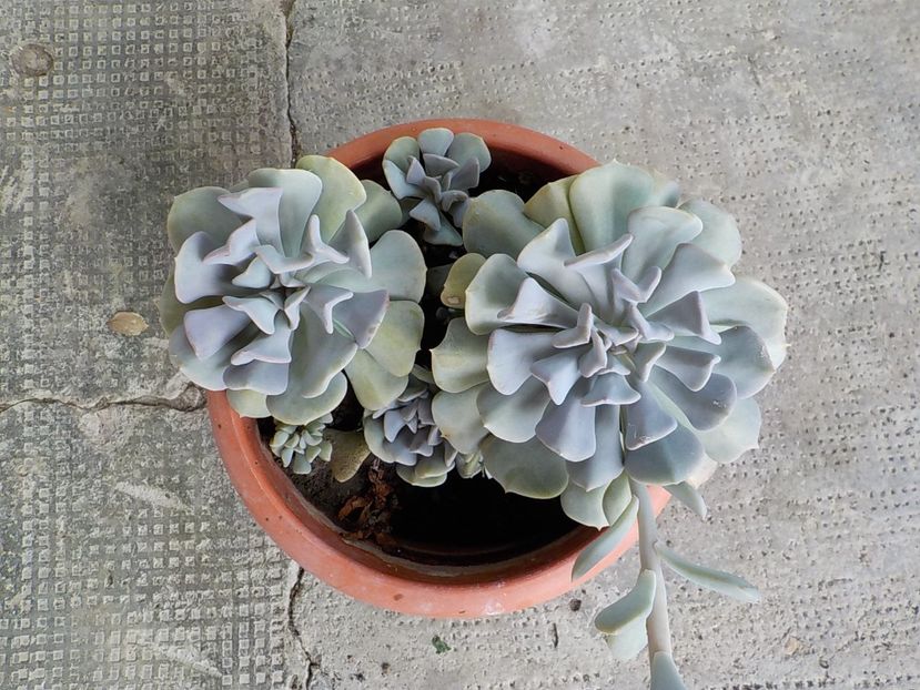  - echeveria cubic frost
