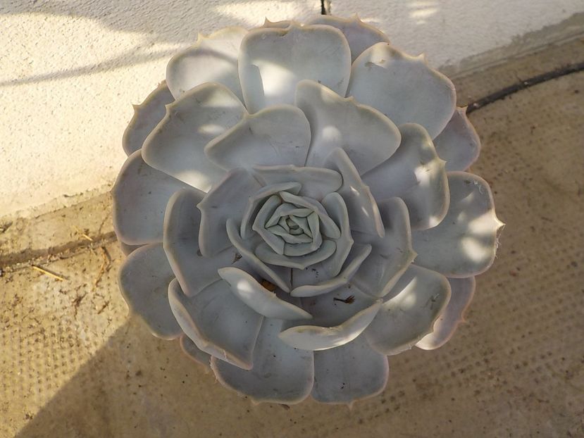  - echeveria cubic frost