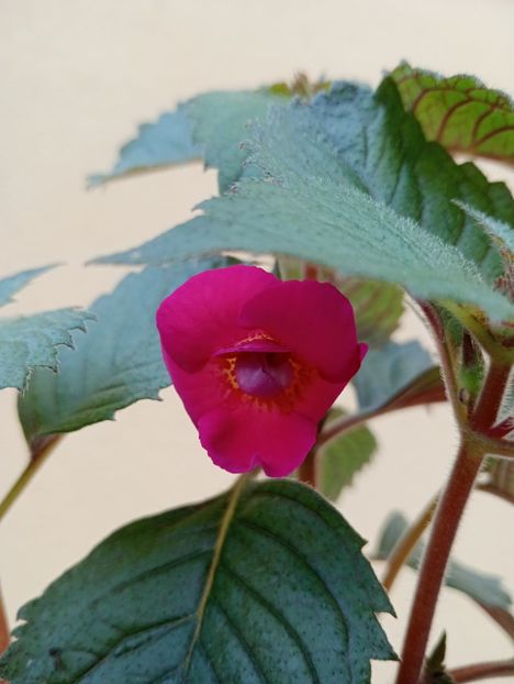 Hard to get - - - - 2025