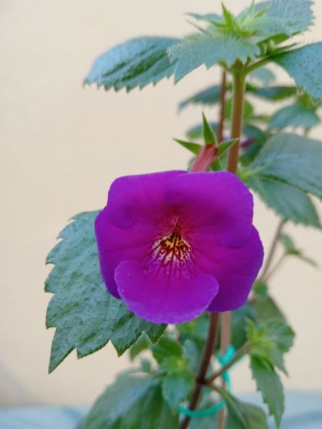 BriDs Jaol Chalegre - - - - 2025